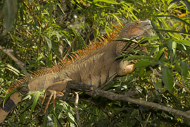 iguana